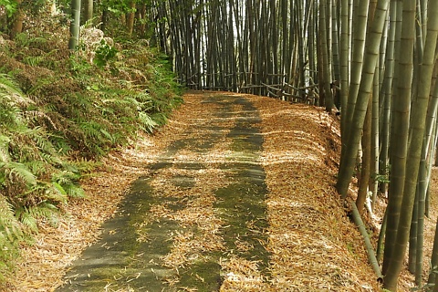 教室近くの竹林道